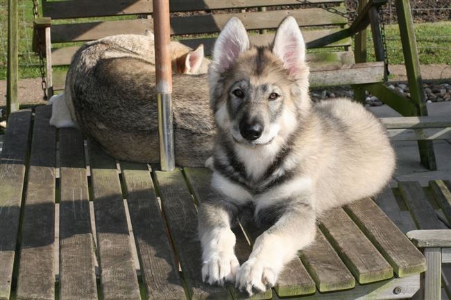 Здоровье северной инуитской собаки